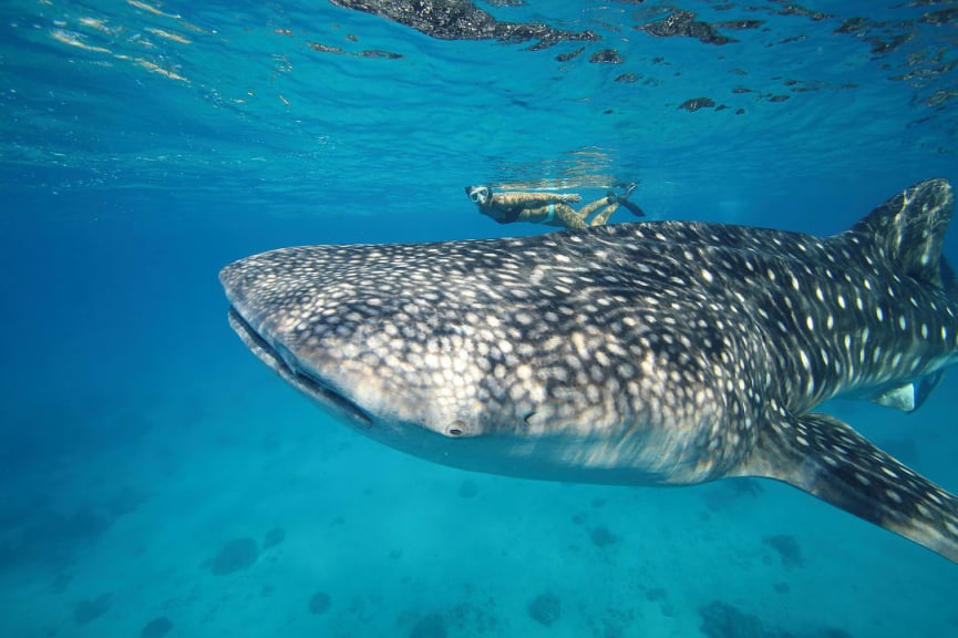 Woman snorkeling with a whale shark in Australia