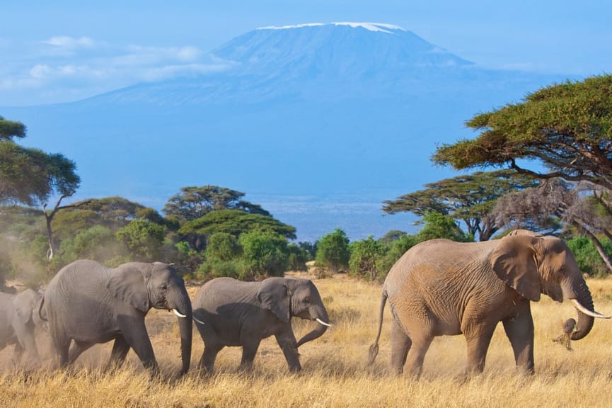 Elephants in Amboseli National Park, Kenya