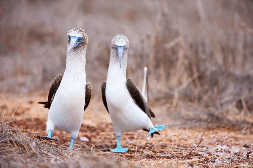 Blue-footed boobies in the Galapagos Islands, Ecuador