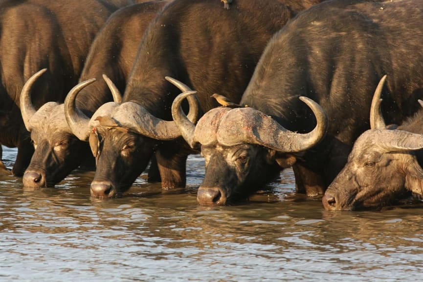 Cape buffalo in Kruger National Park, South Africa