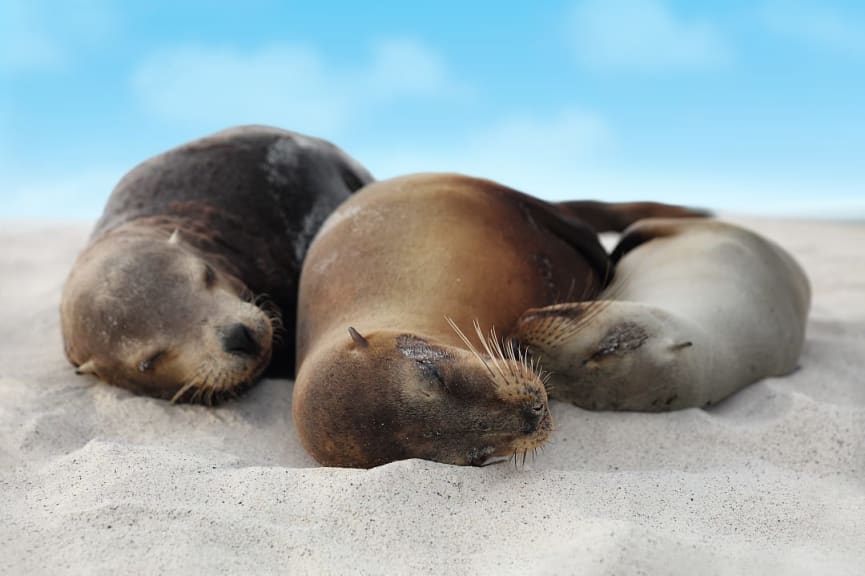 Sea lions cuddling on a beach in the Galapagos Islands, Ecuador