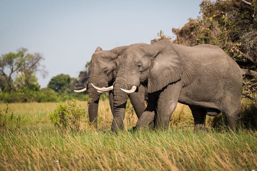 Elephants in the Okavango Delta, Botswana