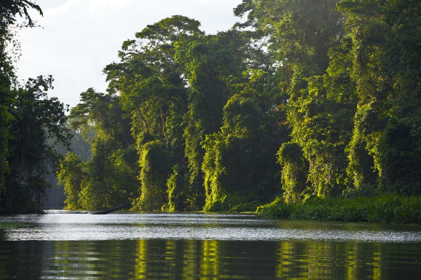 Tortuguero River, Tortuguero National Park, Costa Rica