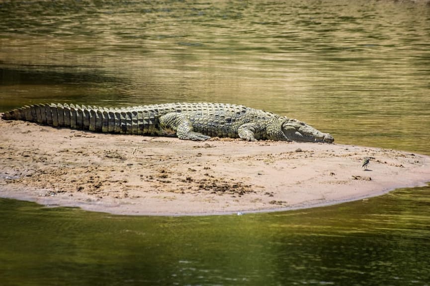 Crocodile in Maasai Mara, Kenya