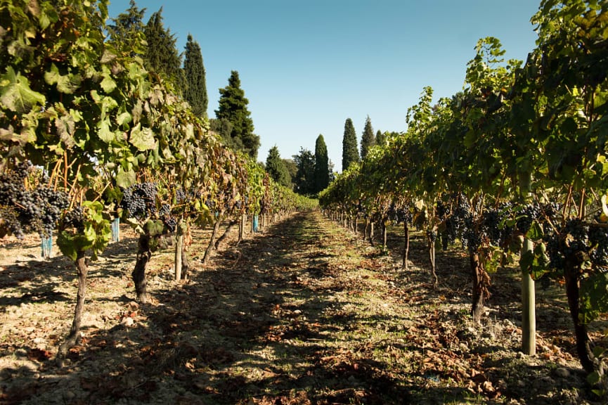 Vineyards in the Bairrada wine region of Portugal