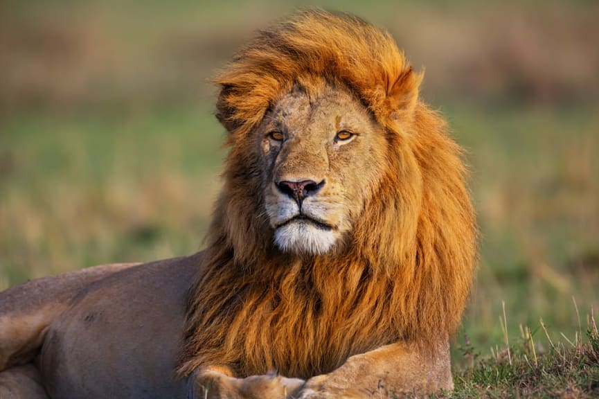 Portrait of a lion in Maasai Mara Reserve, Kenya