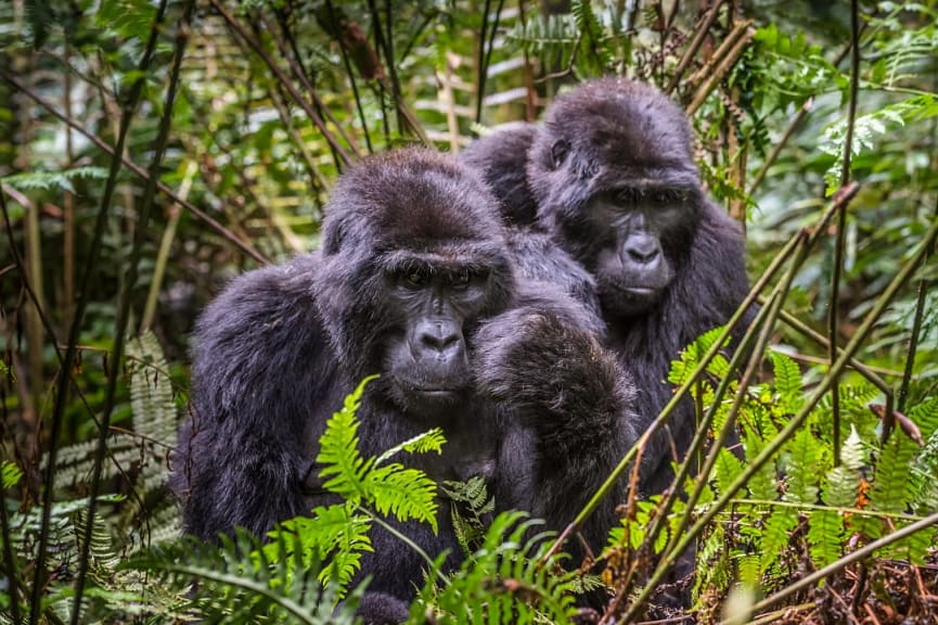 Gorillas in Bwindi Impenetrable Forest National Park, Uganda