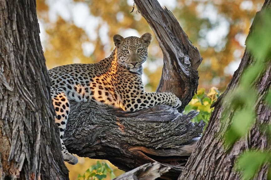 Leopard in Okavango Delta, Botswana