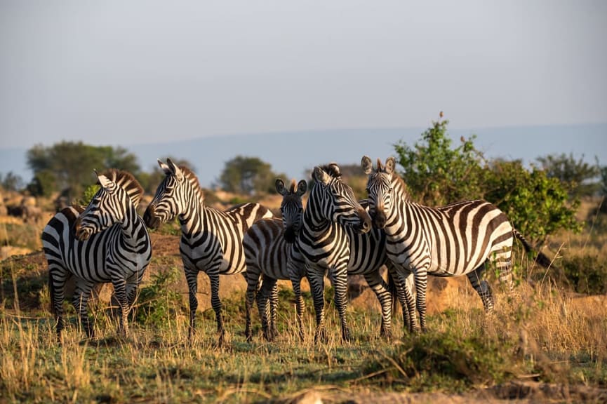 Zebras in Serengeti National Park, Tanzania