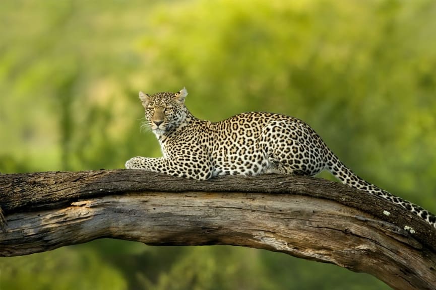 Leopard on a tree branch in the Serengeti National Park, Tanzania