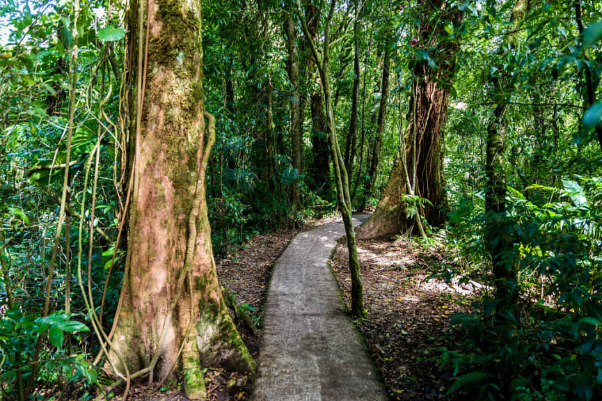 Walking path thru Monteverde Cloud Forest in Costa Rica