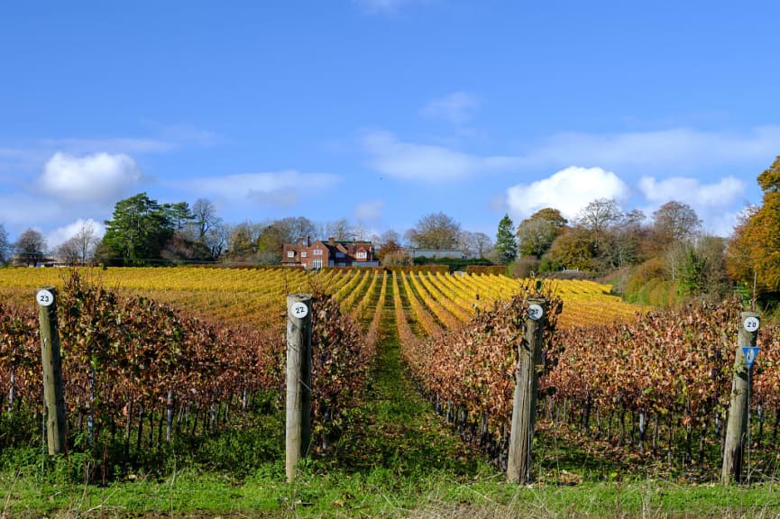 Hambledon Vineyards with autumn colors in Hampshire, England