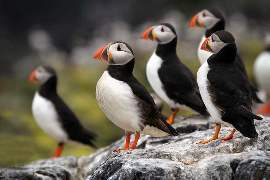 Puffins in Heimaey, Iceland