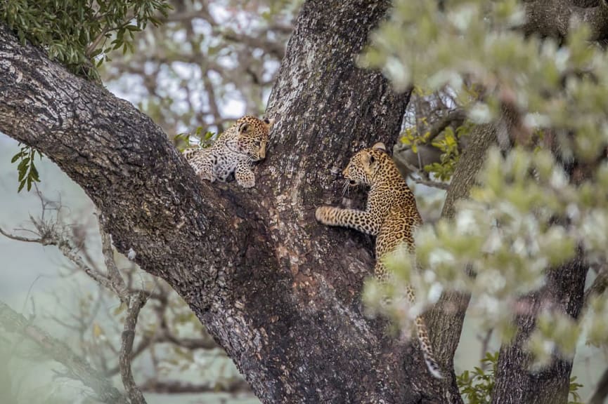 Young leopards climbing a tree in Kruger National Park, South Africa