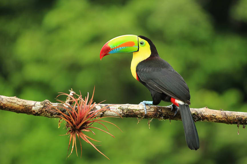 Keel-billed toucan on a branch in Costa Rica