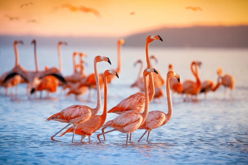 Flamingos in Lake Nakuru at sunset in Kenya