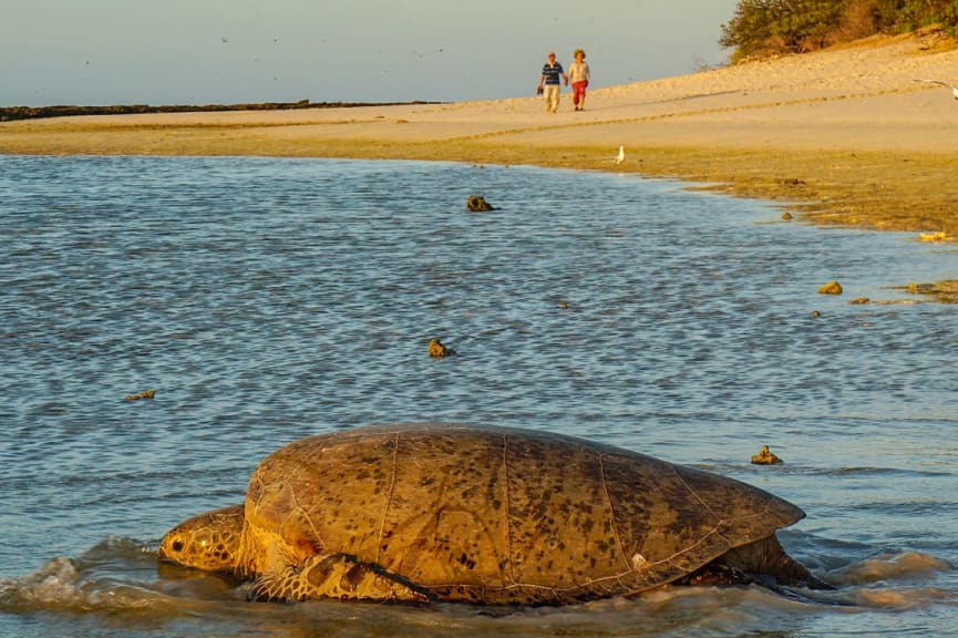 Turtle returning to the water on Heron Island, Australia