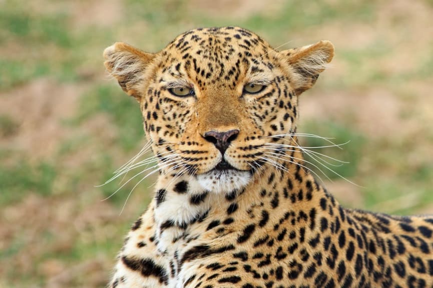 Leopard at South Luangwa National Park, Zambia