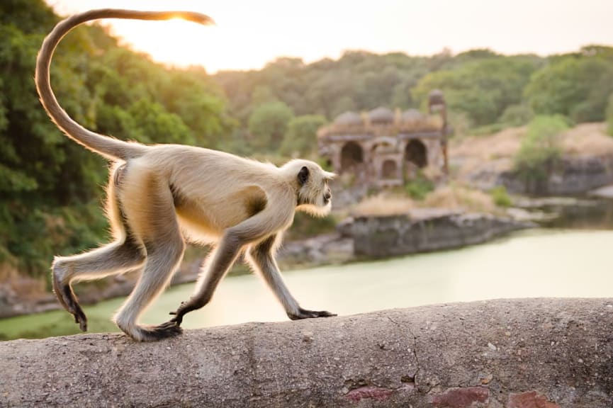 Ranthambore National Park, India