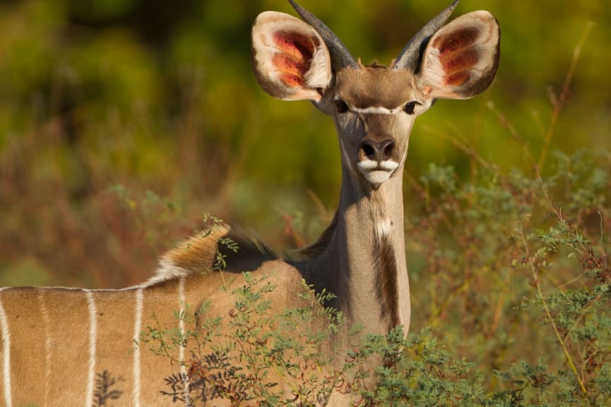 Young male Kudu at  Mana Pools National Park, Zimbabwe