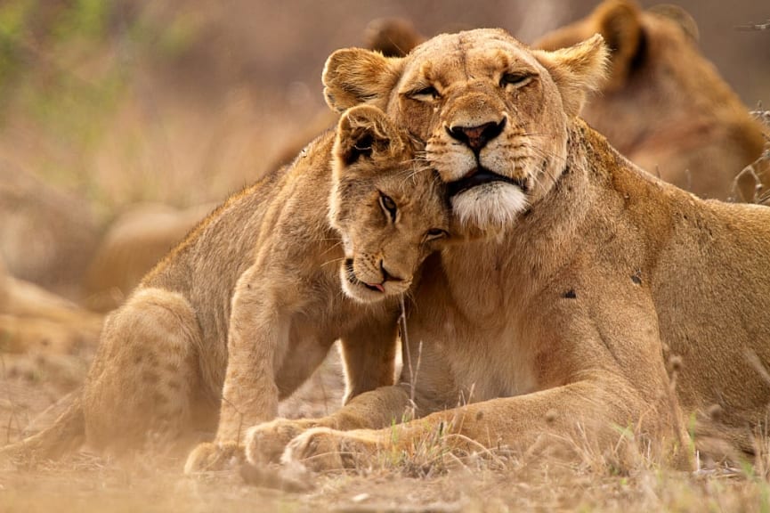 Lioness and her cub in Kruger National Park, South Africa