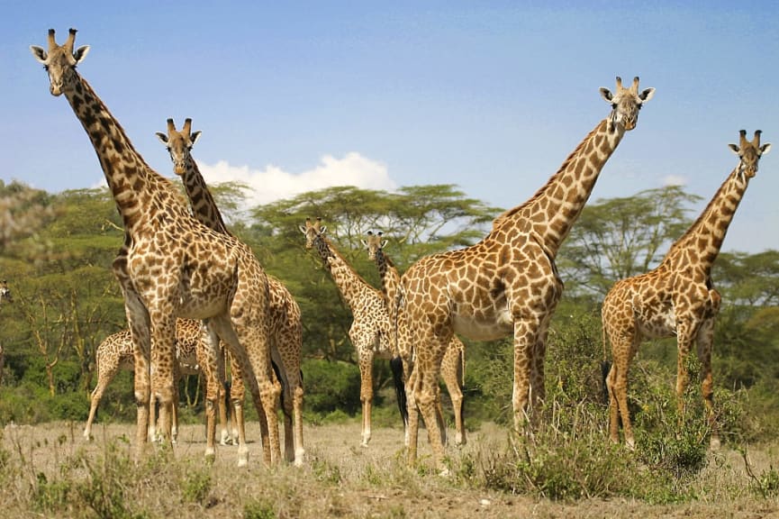 Giraffes in Maasai Mara National Reserve, Kenya