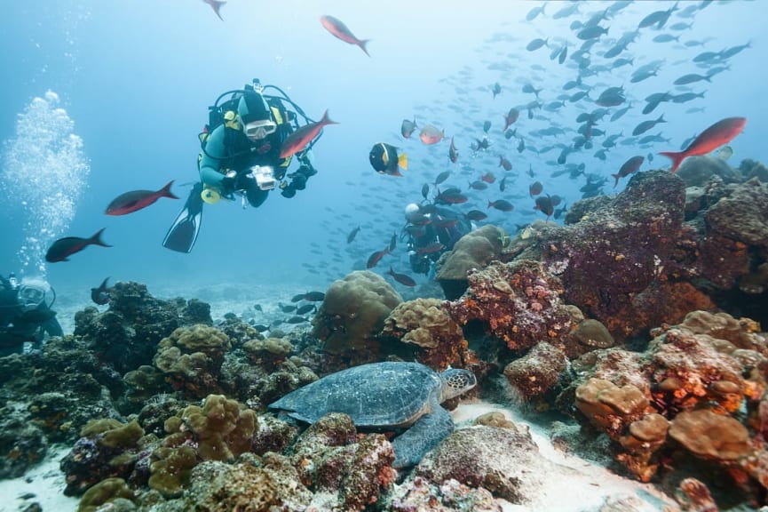 Scuba divers observing a sea turtle in the Galapagos Islands