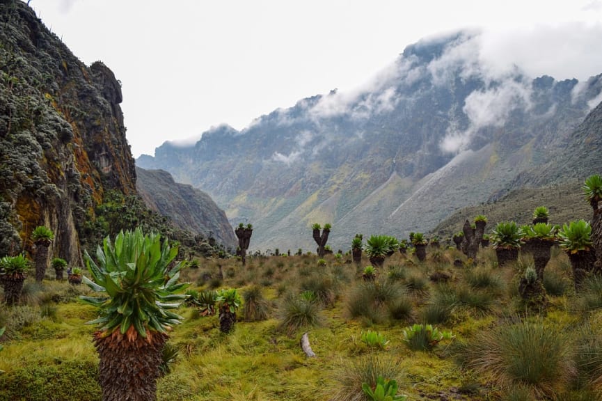 Rwenzori Mountains in Uganda