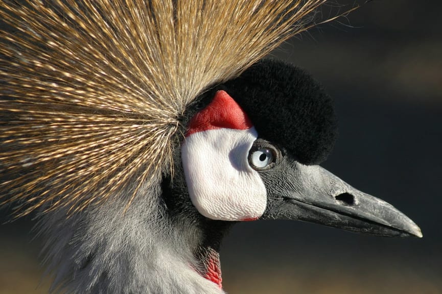 Close up of crowned crane in Kenya