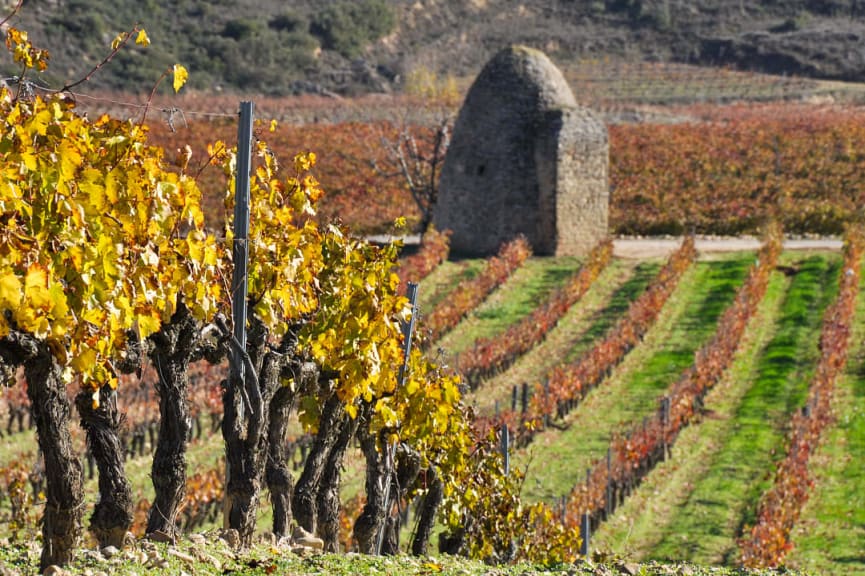 Vineyard and winery in La Rioja, Spain