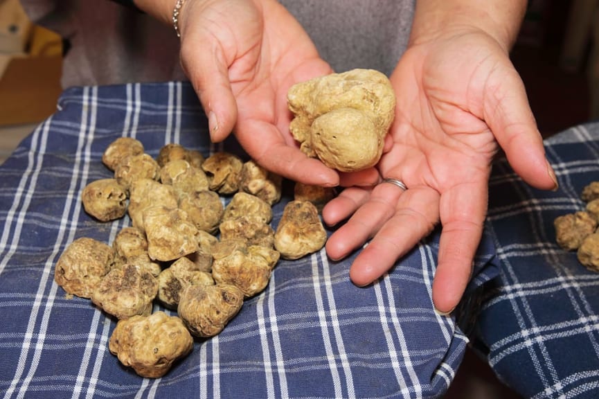 Prized truffle in Tuscany