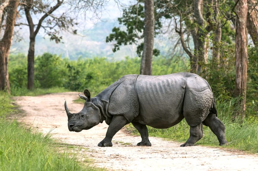 one-horned rhinoceros