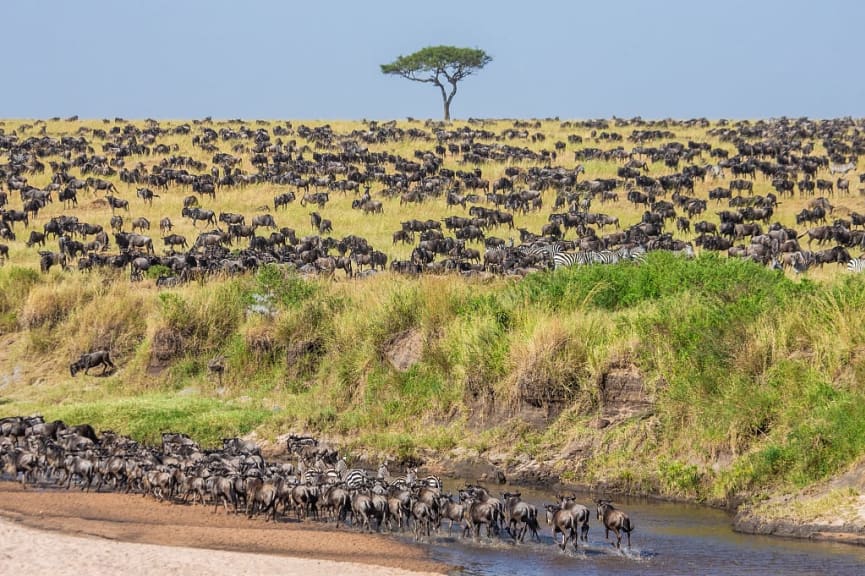 Wildebeest and zebras during the Great Migration