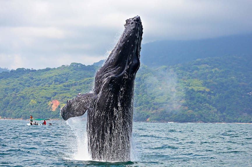 Humpback whale breaching in "Marino Ballena National Park", Cost