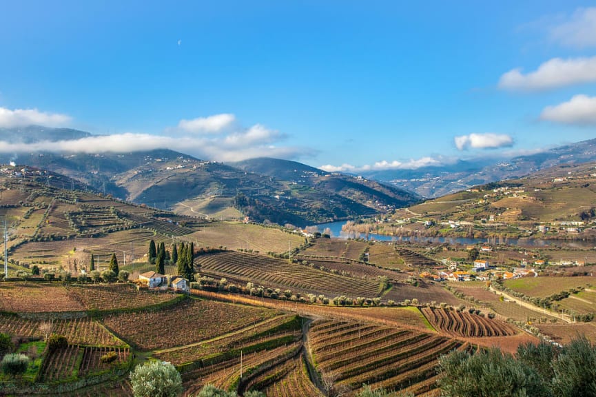 Vineyards in Douro Valley during the winter season in Portugal