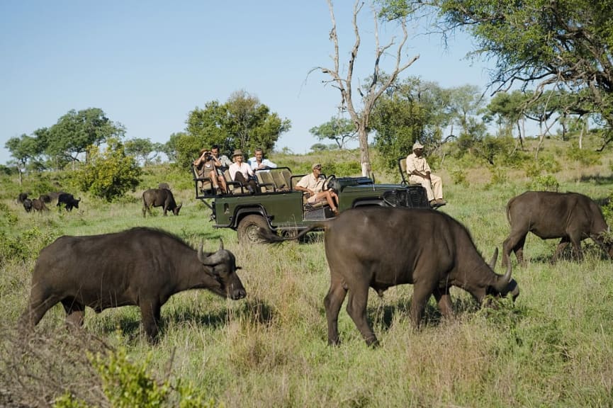 African buffalos seen on game drive in Kruger National Park