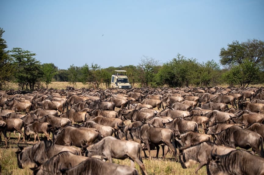 Great migration in Northern Serengeti, Tanzania