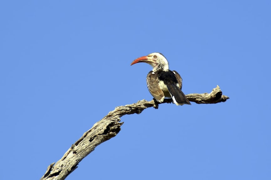 Red-billed Hornbill in Tanzania