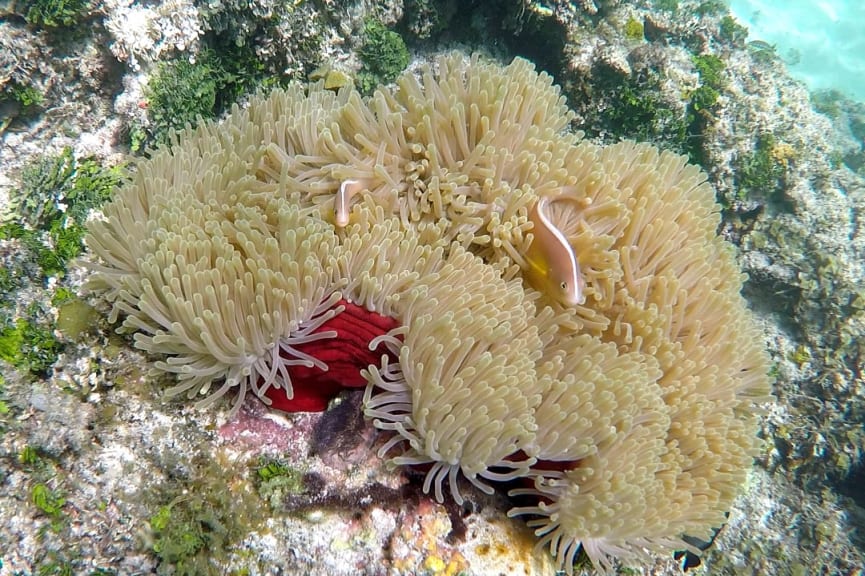 Anemone and tropical fish on a coral reef in Watamu National Marine Park