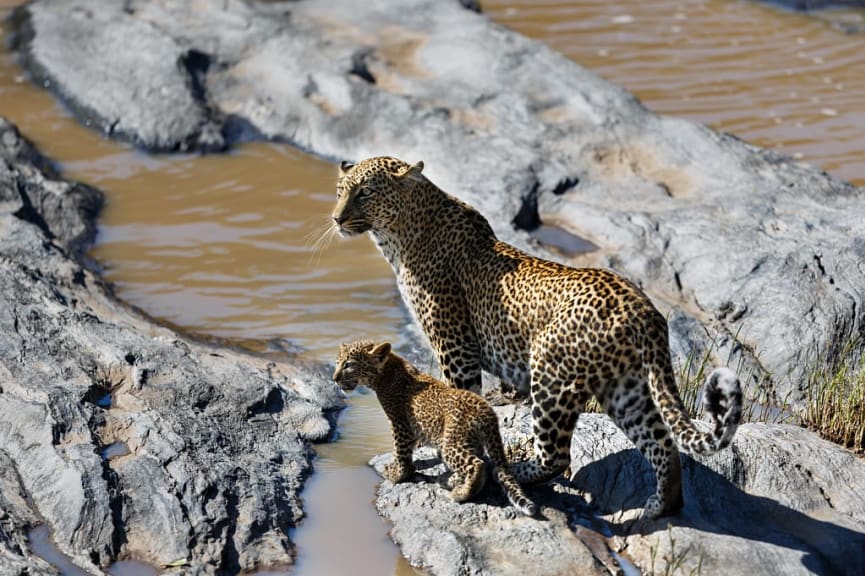 Leopard with her cub at Olare Orok River in Maasai Mara National Park, Kenya