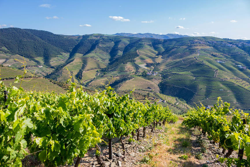 Vineyards in the Douro Valley, Portugal