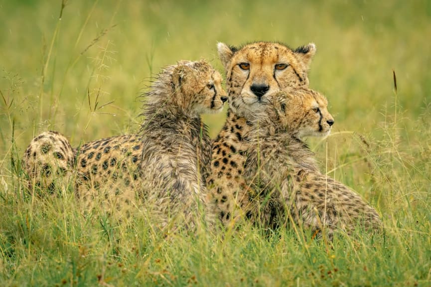 Wet female cheetah and her cubs in Masai Mara, Kenya