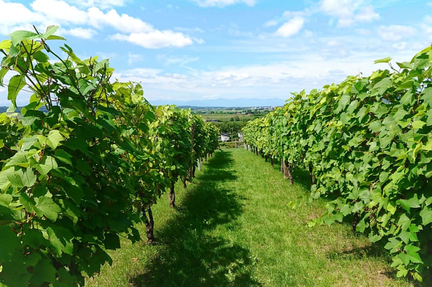 Vineyards in the hills of Hokkaido