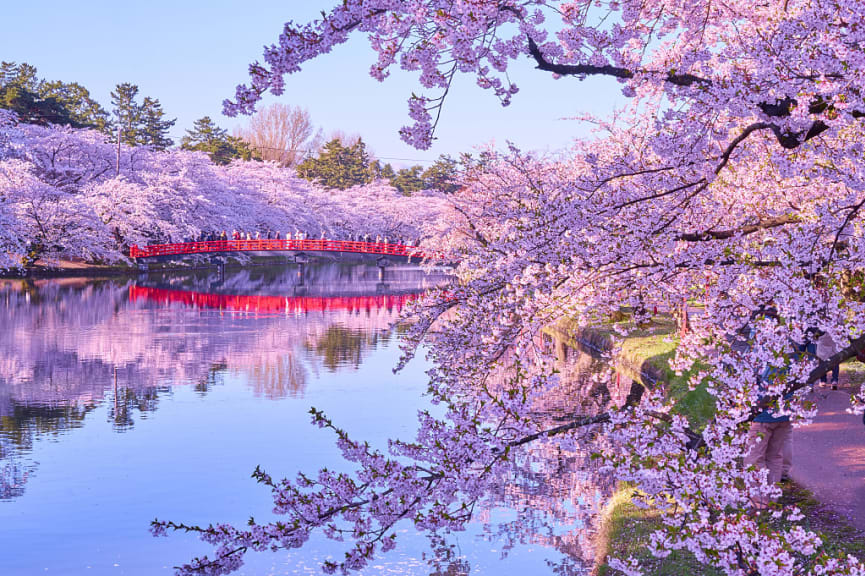 Cherry blossoms in Hirosaki Park in Japan