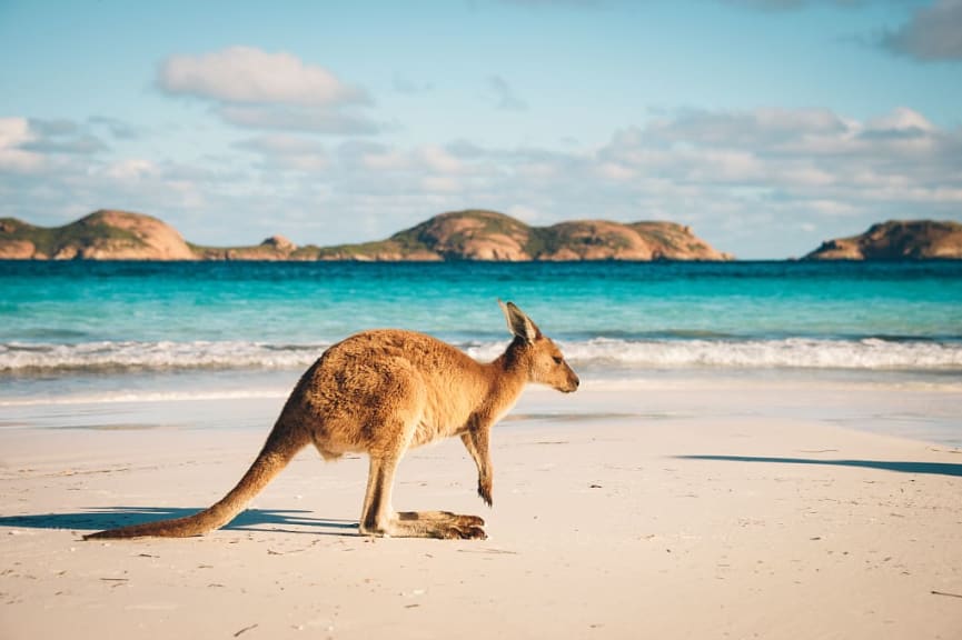 Kangaroo at Lucky Bay in The Cape Le Grand National Park in  Australia