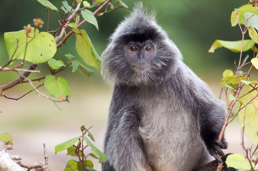 Silvered langur monkey in the forest, Cambodia