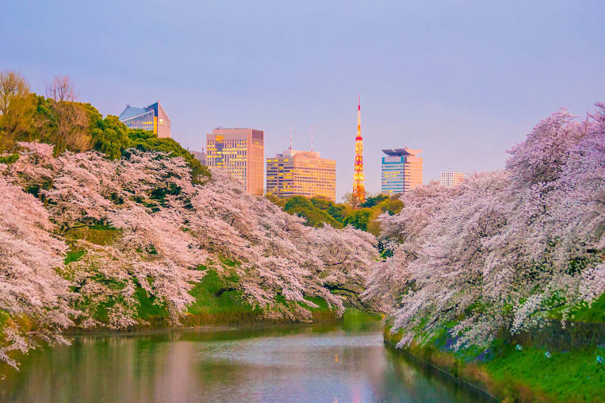 Chidorigafuchi Park with cherry blossoms set agains the Tokyo skyline