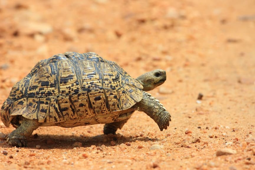 Leopard tortoise in Zambia