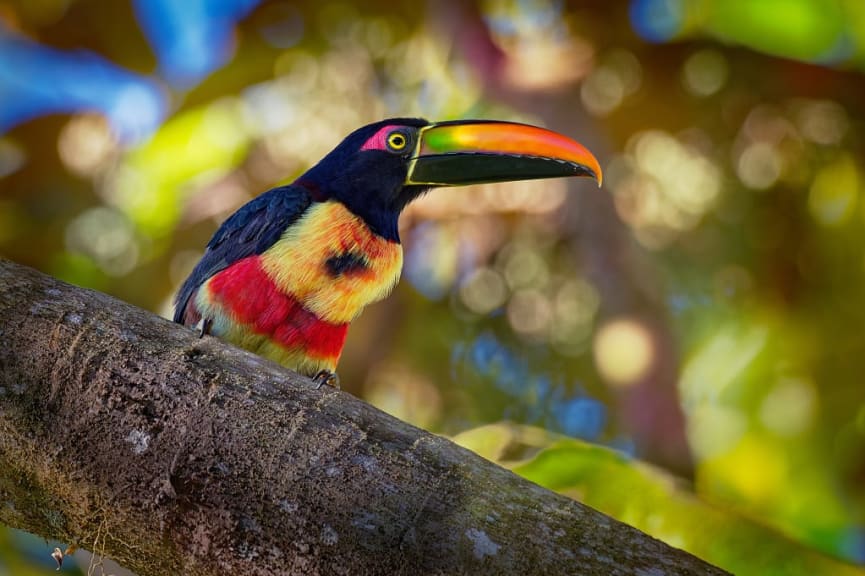 Toucan rainforest bird, Belize