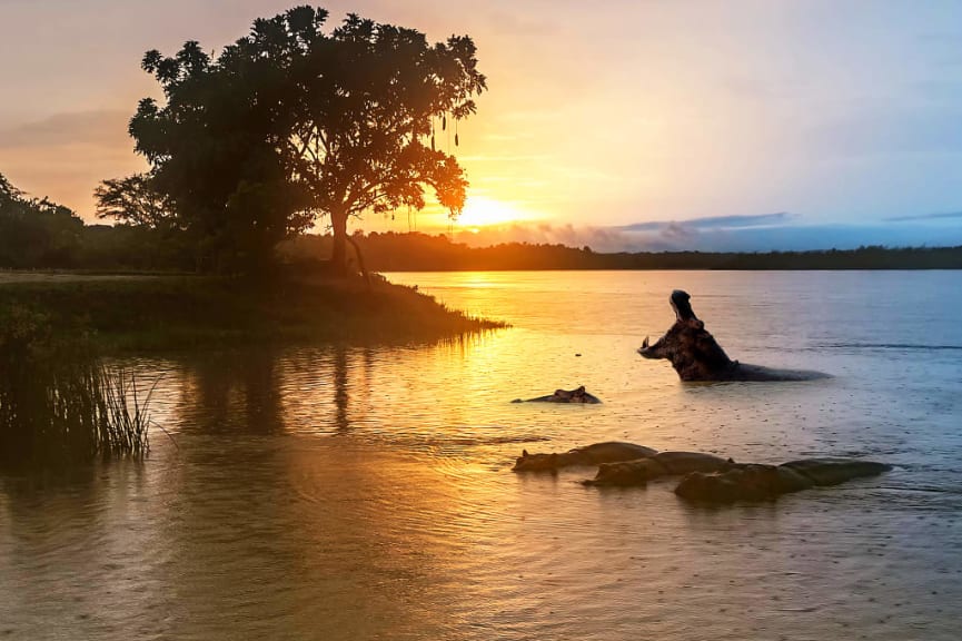 Hippos in the rain at dusk, Murchison Falls National Park, Uganda